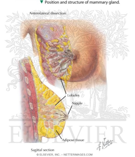 Watermarked preview of labeled image: Mammary Gland