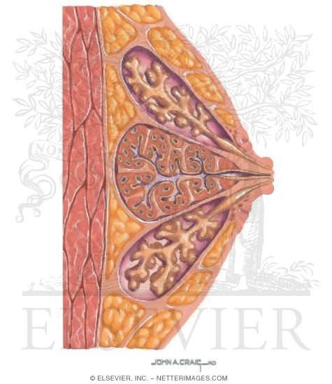 Sagittal View of a Mammary Gland