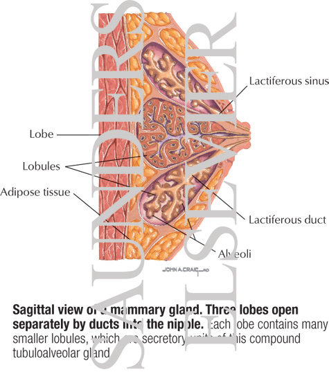 Sagittal View of a Mammary Gland