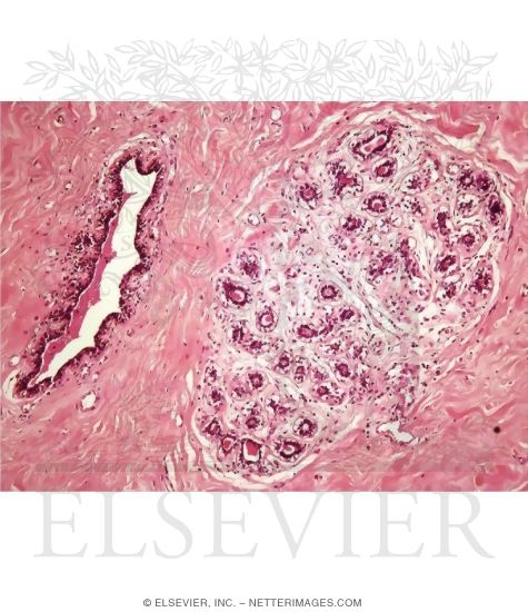 Light Micrograph of a Resting Mammary Gland