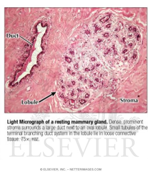 Light Micrograph of a Resting Mammary Gland