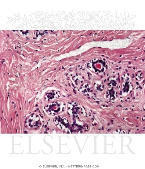 Light Micrograph of a Resting Mammary Gland at Higher Magnification