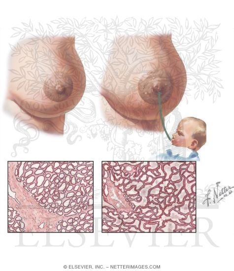 Watermarked preview of unlabeled image: Functional Changes and Lactation