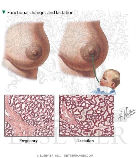 Watermarked preview of labeled image: Functional Changes and Lactation