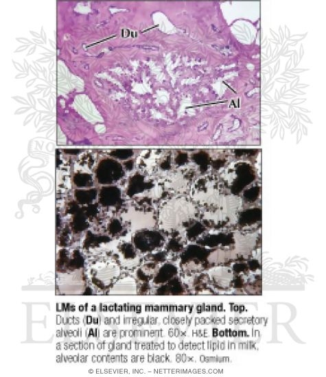 Watermarked preview of labeled image: Light Micrographs of a Lactating Mammary Gland