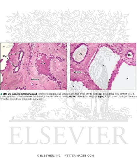 Light Micrographs of a Lactating Mammary Gland