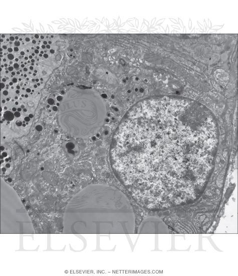 Watermarked preview of unlabeled image: Electron Micrograph of Part of a Secretory Alveolus In a Lactating Mouse Mammary Gland