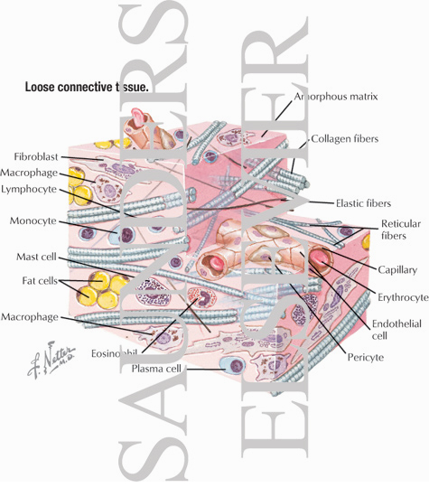 Loose Connective Tissue
