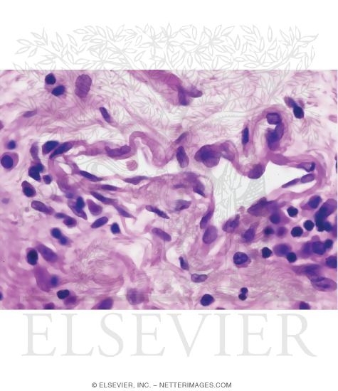 Light Micrograph of Loose Connective Tissue In the Dermis