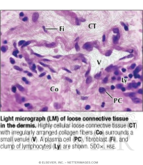 Light Micrograph of Loose Connective Tissue In the Dermis