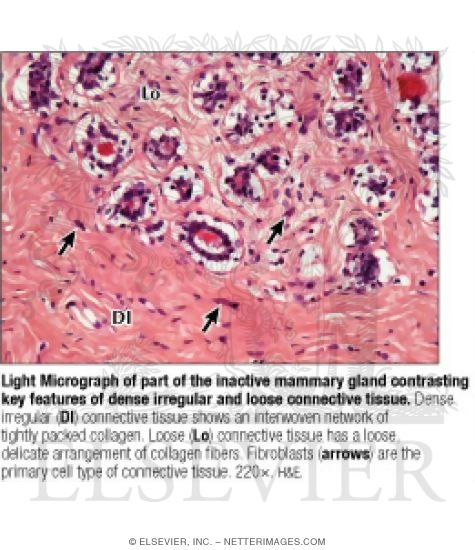 Light Micrograph of Part of the Inactive Mammary Gland Contrasting Key Features of Dense Irregular and Loose Connective Tissue