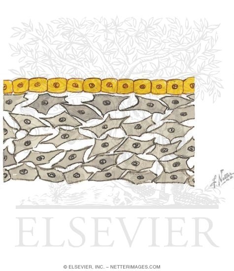 Watermarked preview of unlabeled image: Schematic of the Wall of the Embryonic Yolk Sac