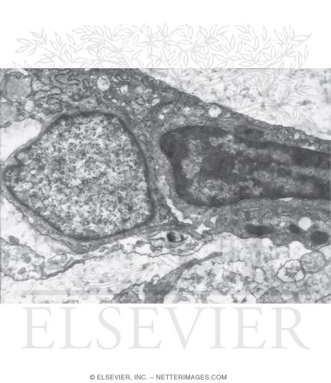 Watermarked preview of unlabeled image: Electron Micrograph (EM) of Two Apposed Mesenchymal Cells In the Tendon of a Fetus