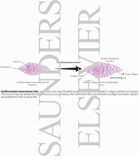 Undifferentiated Mesenchymal Cells