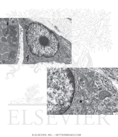 Watermarked preview of unlabeled image: Electron Micrograph of Part of a Fibroblast