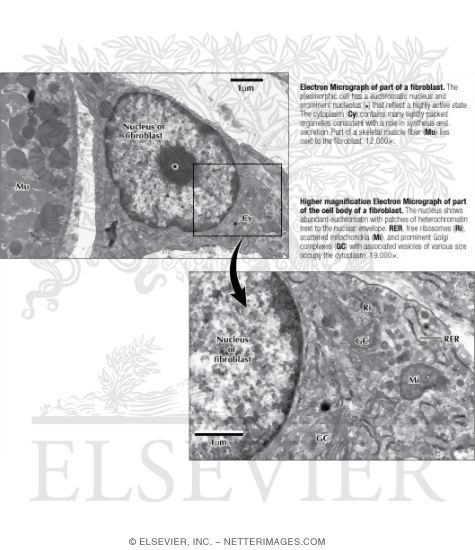 Electron Micrograph of Part of a Fibroblast