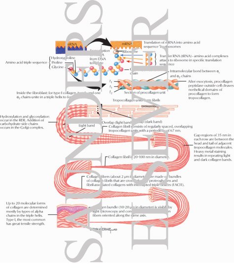 Collagen Synthesis