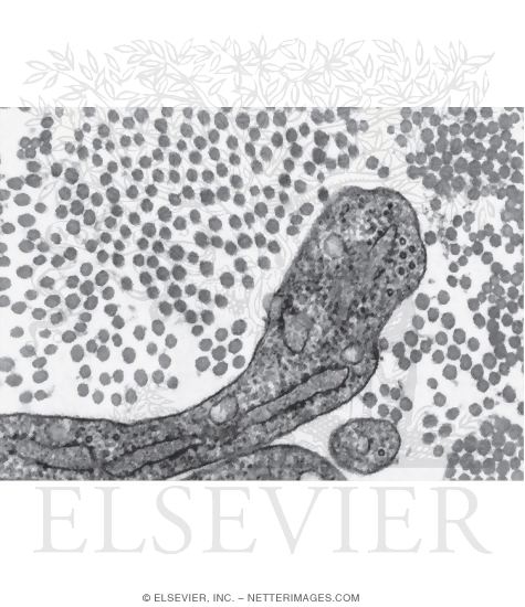 Watermarked preview of unlabeled image: Electron Micrograph of Collagen Fibrils In Transverse Section