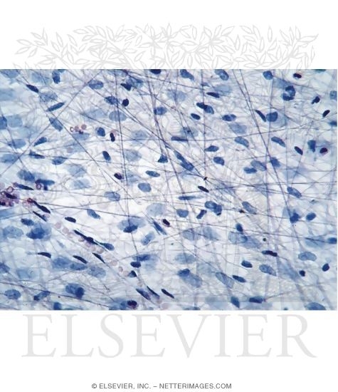 Watermarked preview of unlabeled image: Light Micrograph of the Mesentery