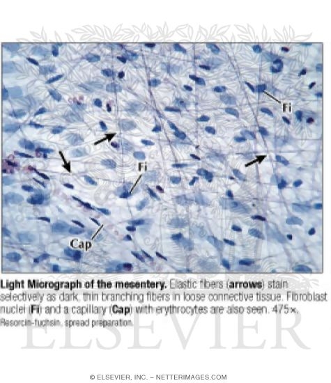 Light Micrograph of the Mesentery