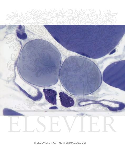 Watermarked preview of unlabeled image: Light Micrograph of Two Mast Cells In Connective Tissue of Skeletal Muscle