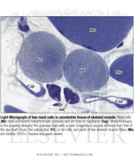 Light Micrograph of Two Mast Cells In Connective Tissue of Skeletal Muscle