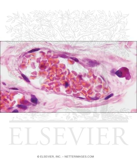 Light Micrograph of a Mast Cell In Connective Tissue