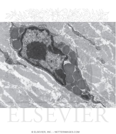 Watermarked preview of unlabeled image: Electron Micrograph of a Mast Cell In Connective Tissue
