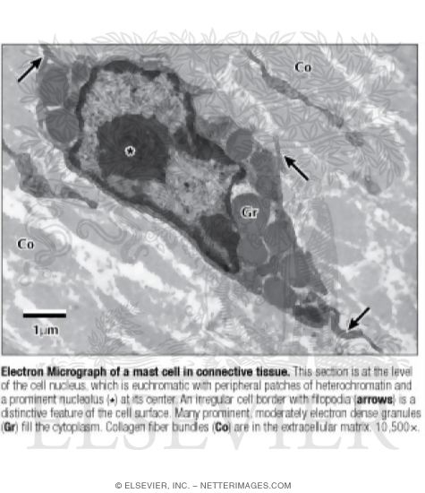 Watermarked preview of labeled image: Electron Micrograph of a Mast Cell In Connective Tissue