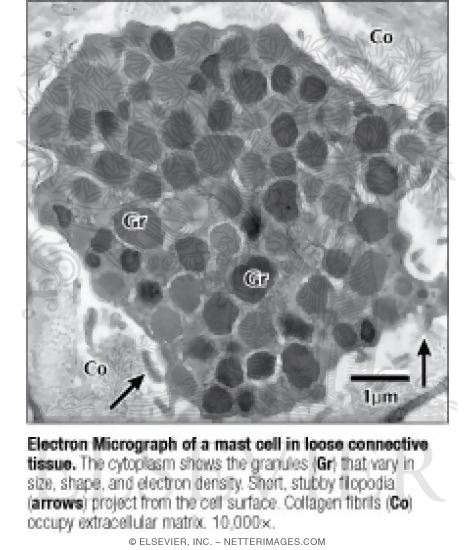 Electron Micrograph of a Mast Cell In Loose Connective Tissue