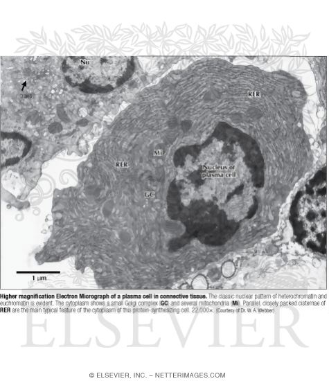 Higher Magnification Electron Micrograph of a Plasma Cell In Connective Tissue