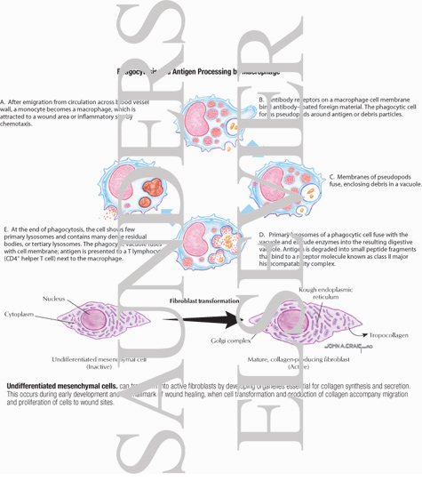 Phagocytosis