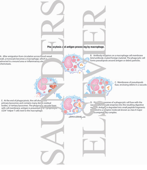 Watermarked preview of labeled image: Phagocytosis and Antigen Processing By Macrophage