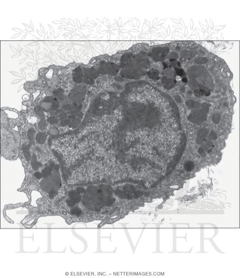 Electron Micrograph of a Macrophage