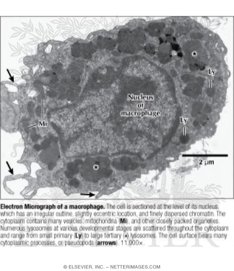 Electron Micrograph of a Macrophage