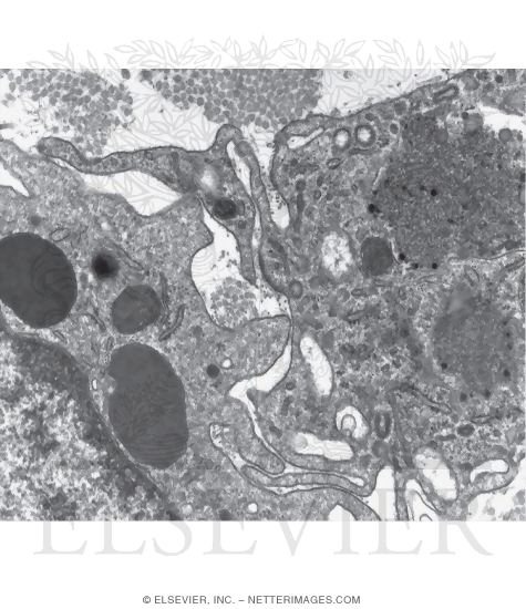Watermarked preview of unlabeled image: Electron Micrograph of Parts of Two Macrophages