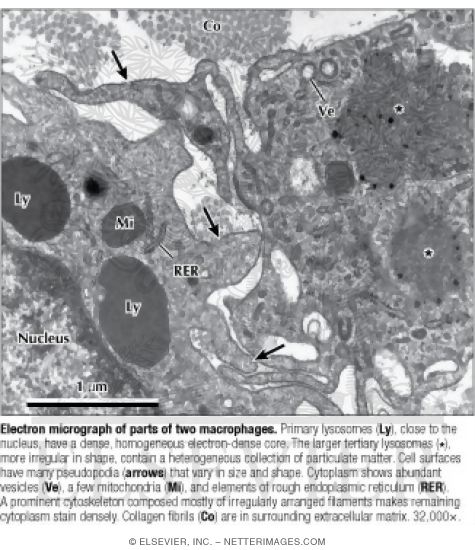 Electron Micrograph of Parts of Two Macrophages