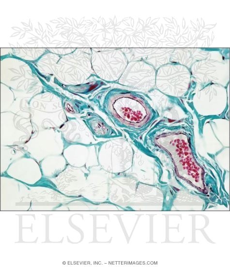 Watermarked preview of unlabeled image: Light Micrograph of White Adipose Tissue