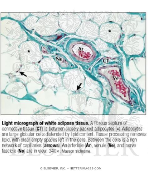 Watermarked preview of labeled image: Light Micrograph of White Adipose Tissue