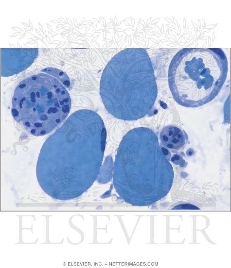 Watermarked preview of unlabeled image: Light Micrograph of Adipocytes In White Adipose Tissue