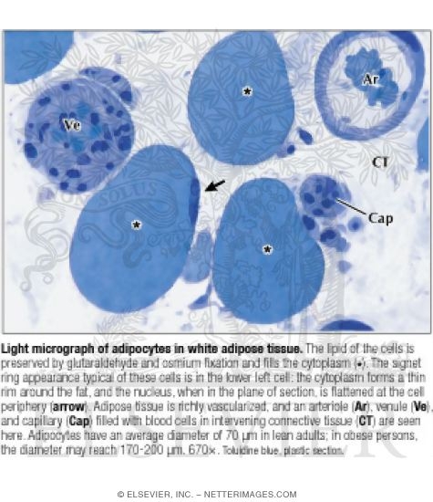 Watermarked preview of labeled image: Light Micrograph of Adipocytes In White Adipose Tissue