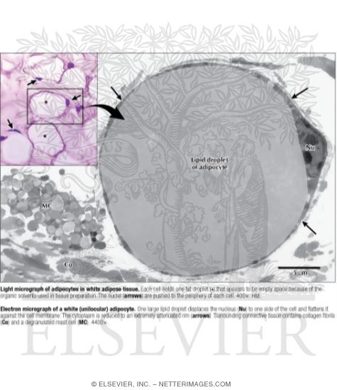 Light Micrograph of Adipocytes In White Adipose Tissue With Electron Micrograph of White (Unilocular) Adipocyte