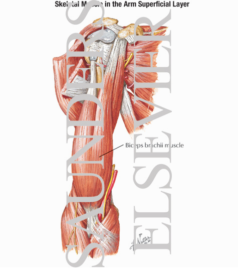 Anterior Arm