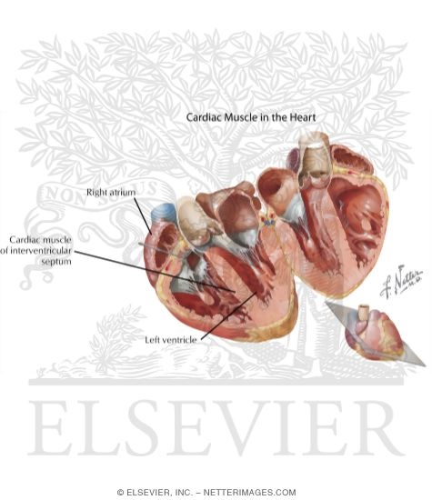 Atria, Ventricles and Interventricular Septum