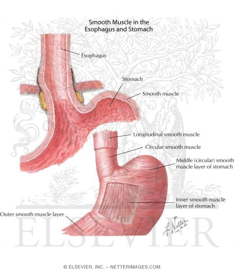 Esophagogastric Junction
Gastroesophageal Junction