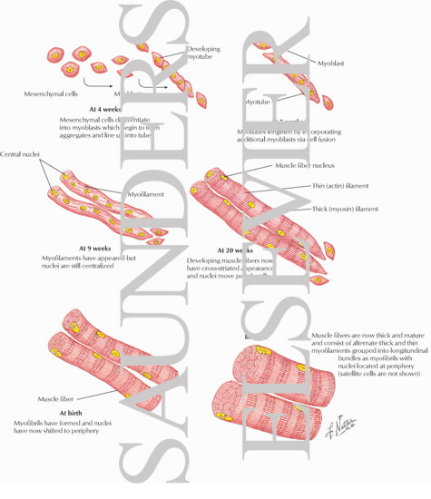 Development of Skeletal Muscle Fibers