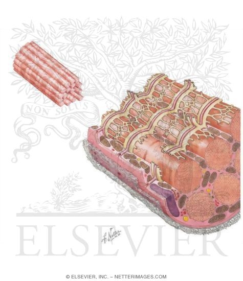 Segment of a Skeletal Muscle Fiber Enlarged to Show Its Major Components