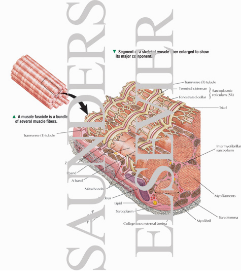 Segment of a Skeletal Muscle Fiber Enlarged to Show Its Major Components