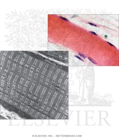 Watermarked preview of unlabeled image: Light Micrograph (LM) of Part of a Skeletal Muscle Fiber In Longitudinal Section With Low-Magnification Electron Micrograph (EM) of Part of a Skeletal Muscle Fiber In Longitudinal Section