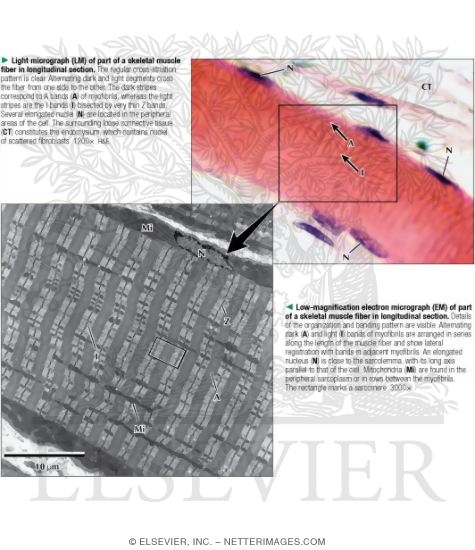 Light Micrograph (LM) of Part of a Skeletal Muscle Fiber In Longitudinal Section With Low-Magnification Electron Micrograph (EM) of Part of a Skeletal Muscle Fiber In Longitudinal Section